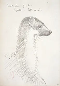 Weasel: Martes martes, European pine marten