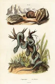 Trilobites: Martinican pit viper and extinct trilobites