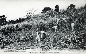 Sucre: Martinique - Cutting Sugar Cane