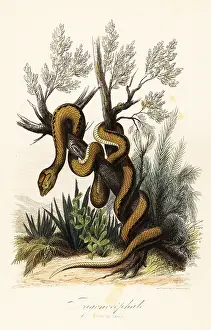 Achille Comte: Martinique pit viper, Bothrops lanceolatus