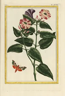 Chinoiserie: Marvel of Peru, Mirabilis jalapa