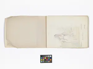Shapter: Mary Gibbs Shapter Drawing Book