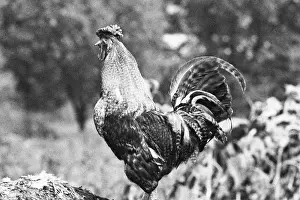 Roosters: Maryino roosters, 1992