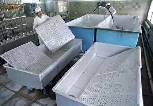 Cheese: Maryinsky state farm in Sergiyev Posad district