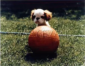 Peggotty: MARY'S SPANIEL PEGGOTTY