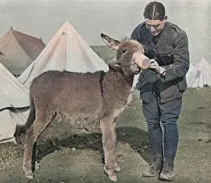 Divisional: A Mascot in Salonika, WW1
