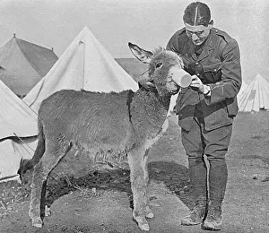 Mascots: A Mascot in Salonika, WW1