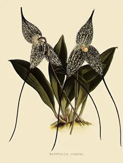 Chimaera: Masdevallia Chimaera
