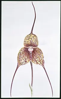Orchidaceae: Masdevallia chimaera, orchid