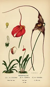 Chimaera: Masdevallia coccinea, Trisetella gemmata, Dracula chimaera
