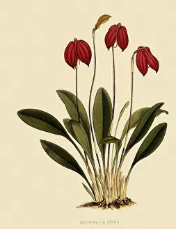 Nugent: Masdevallia Ignea