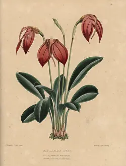 Dombrains: Masdevallia ignea orchid with orange flowers