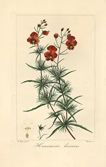 Bessa: Mask flower, Alonsoa meridionalis, native to South America