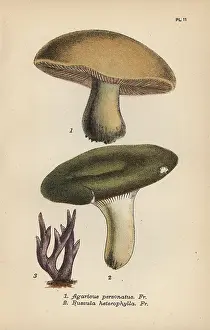 Mordecai: Masked mushroom, Agaricus personatus 1, variable