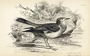 Masked water tyrant, Fluvicola nengeta