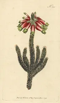 Francis Masson: Masson's heath, Erica massonii