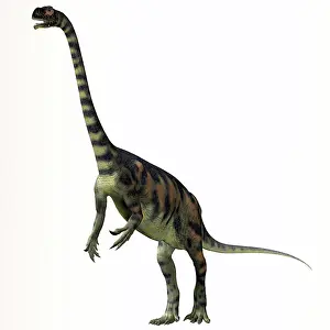 Massospondylus: Massospondylus dinosaur