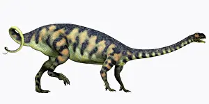 Massospondylus: Massospondylus dinosaur