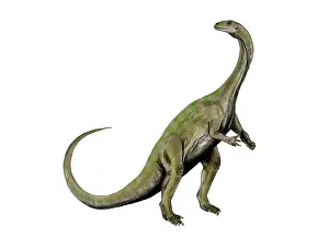Massospondylus: Massospondylus dinosaur