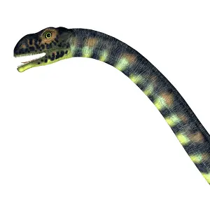 Massospondylus: Massospondylus dinosaur head, white background