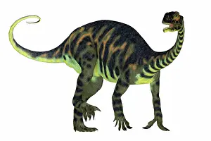 Massospondylus: Massospondylus dinosaur, side view on white background