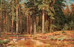 Shishkin: Mast Tree Grove, Russia