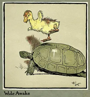 Irritated: Master Quack the duckling thrown into the air