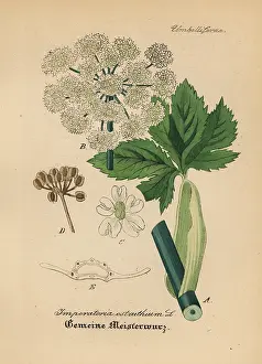 Masterwort: Masterwort, Peucedanum ostruthium