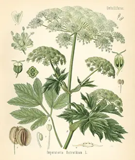 Kohler: Masterwort, Peucedanum ostruthium