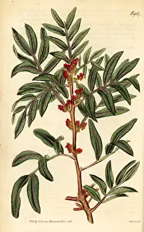 Weddell: Mastic or lentisk, Pistacia lentiscus
