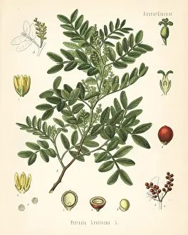 Pistacia: Mastic, Pistacia lentiscus