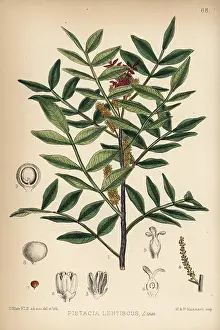 Pistacia: Mastic tree or lentisk, Pistacia lentiscus