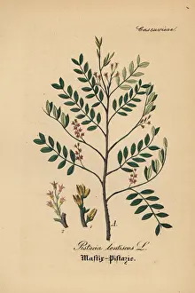 Pistacia: Mastic tree, Pistacia lentiscus