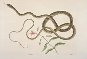 Colubrid: Masticophis flagellum, coachwhip snake