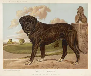 Mastiff: MASTIFF