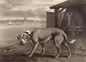 Formidable: MASTIFF