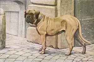 Mastiff: Mastiff