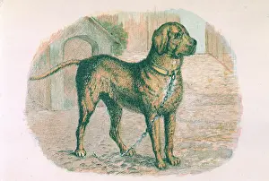 Mastiff: MASTIFF ON A CHAIN
