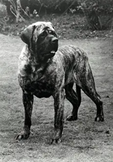 Mastiff: Mastiff - Forefoot Prince of Darkness
