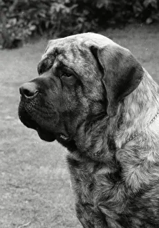 Close Up: Mastiff - Forefoot Prince of Darkness