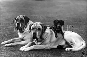 Hellingly: MASTIFFS AND DACHSHUND