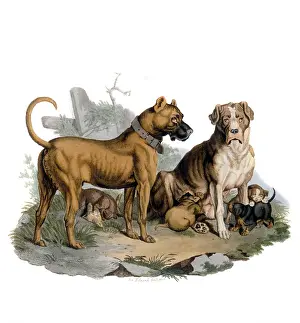Mastiff: MASTIFFS & PUPPIES
