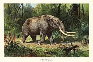 Tiere Der Urwelt: Mastodon of the extinct genus Mammuthus