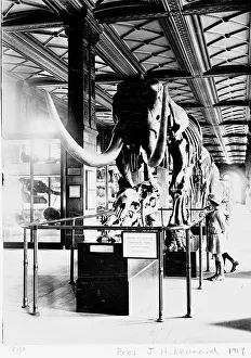 Proboscidean: Mastodon in Geological Gallery, December 1919
