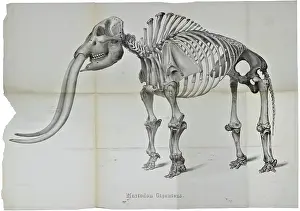 Expose: Mastodon giganteus