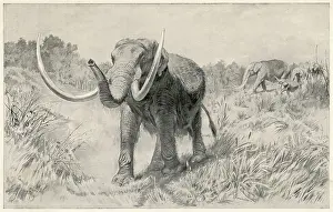 Tusks: MASTODON/PREHISTORIC US