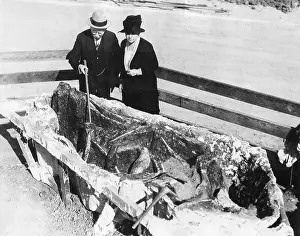 Mastodon: Find of a Mastodon skeleton, 1929