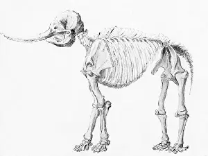 Peale: Mastodon Skeleton