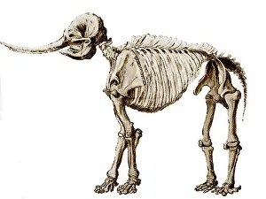 Peale: Mastodon Skeleton
