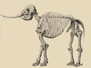 Peale: Mastodon Skeleton